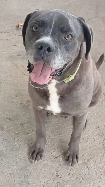 Golia Splendido Simil Cane Corso Cerca Adozione
