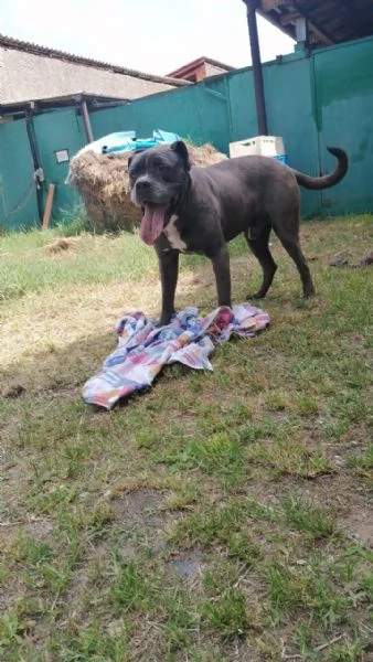 Golia Splendido Simil Cane Corso Cerca Adozione | Foto 6