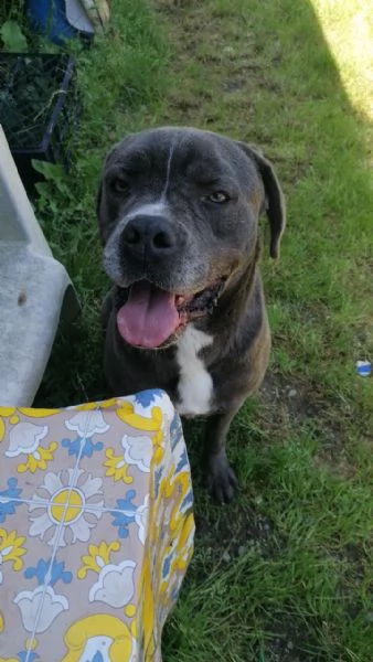 Golia Splendido Simil Cane Corso Cerca Adozione | Foto 5
