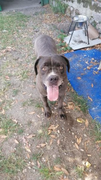 Golia Splendido Simil Cane Corso Cerca Adozione | Foto 3