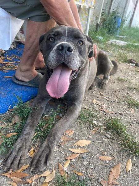 Golia Splendido Simil Cane Corso Cerca Adozione | Foto 2
