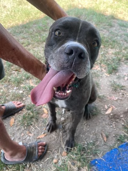 Golia Splendido Simil Cane Corso Cerca Adozione | Foto 1