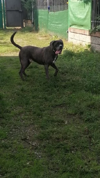 Golia Splendido Simil Cane Corso Cerca Adozione | Foto 0