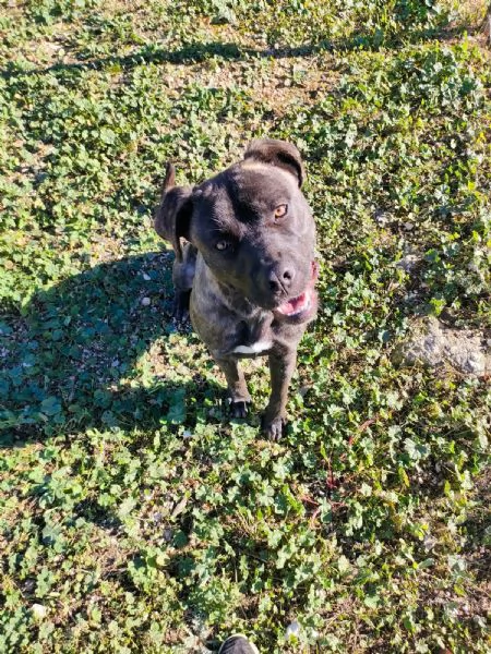 Reina Splendida Giovanotta Mix Cane Corso Cerca Famiglia | Foto 5