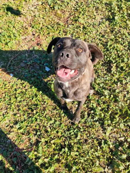 Reina Splendida Giovanotta Mix Cane Corso Cerca Famiglia | Foto 3
