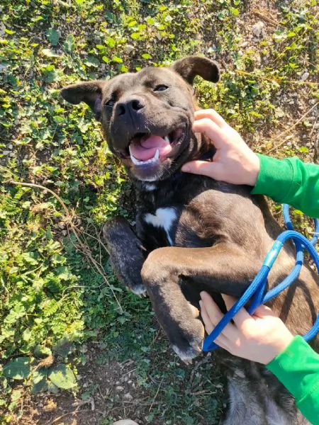 Reina Splendida Giovanotta Mix Cane Corso Cerca Famiglia | Foto 2