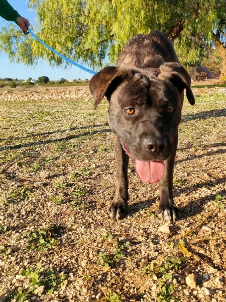 Reina Splendida Giovanotta Mix Cane Corso Cerca Famiglia | Foto 1