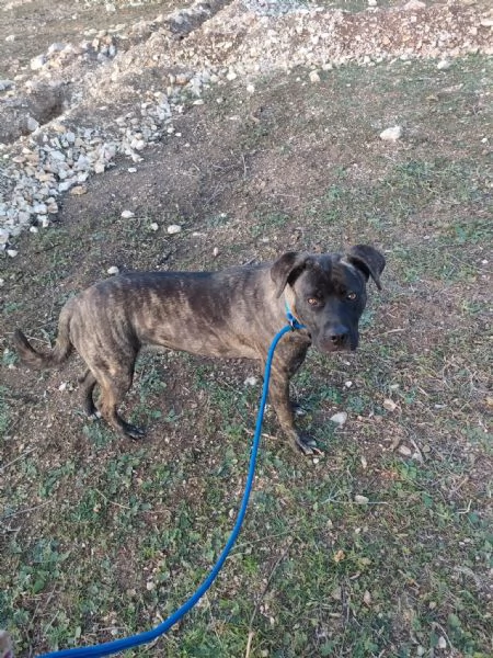 Reina Splendida Giovanotta Mix Cane Corso Cerca Famiglia | Foto 0