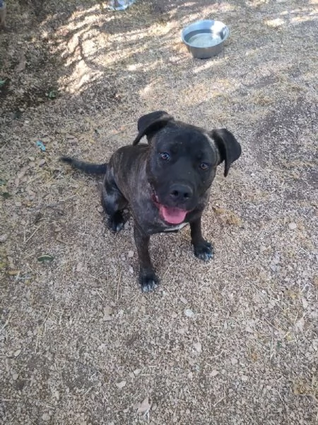 Reina Splendida Giovanotta Mix Cane Corso Cerca Famiglia | Foto 2