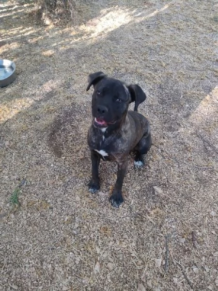 Reina Splendida Giovanotta Mix Cane Corso Cerca Famiglia | Foto 1