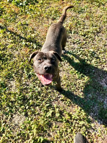 Reina Splendida Giovanotta Mix Cane Corso Cerca Famiglia