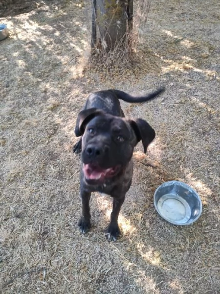 Reina Splendida Giovanotta Mix Cane Corso Cerca Famiglia