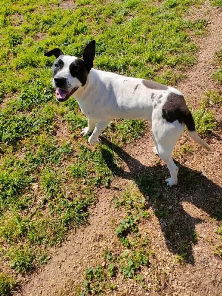 Alice Splendida Giovane Simil AmstaffPointer Cerca Adozione  | Foto 5