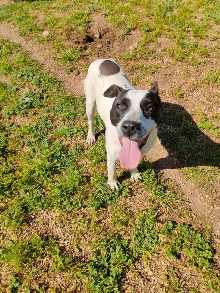 Alice Splendida Giovane Simil AmstaffPointer Cerca Adozione  | Foto 4