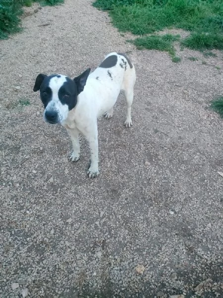 Alice Splendida Giovane Simil AmstaffPointer Cerca Adozione  | Foto 3