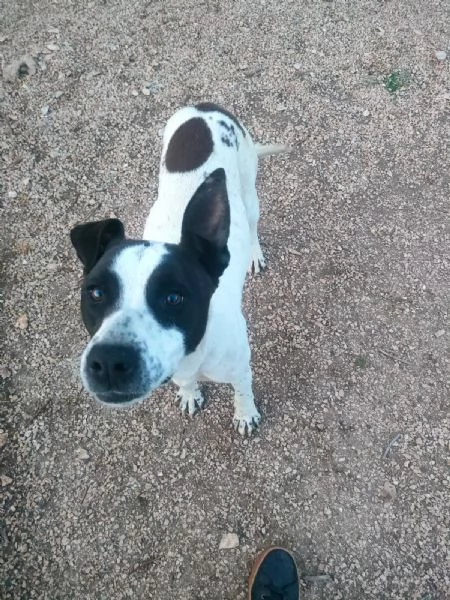 Alice Splendida Giovane Simil AmstaffPointer Cerca Adozione  | Foto 2