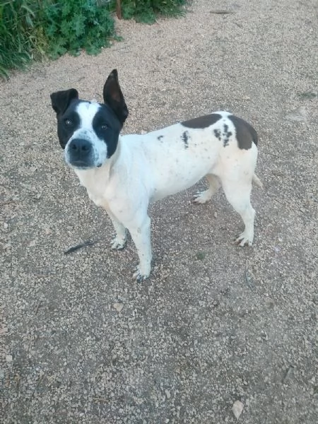 Alice Splendida Giovane Simil AmstaffPointer Cerca Adozione  | Foto 1