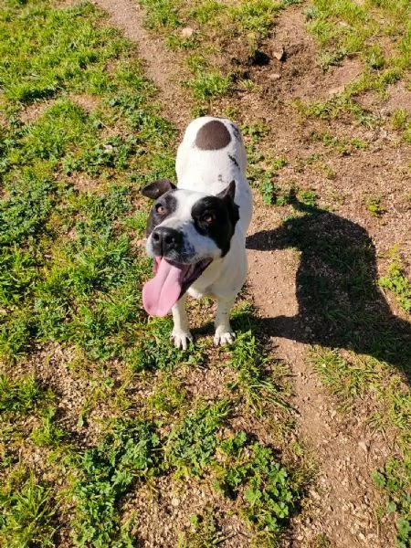 Alice Splendida Giovane Simil AmstaffPointer Cerca Adozione  | Foto 0
