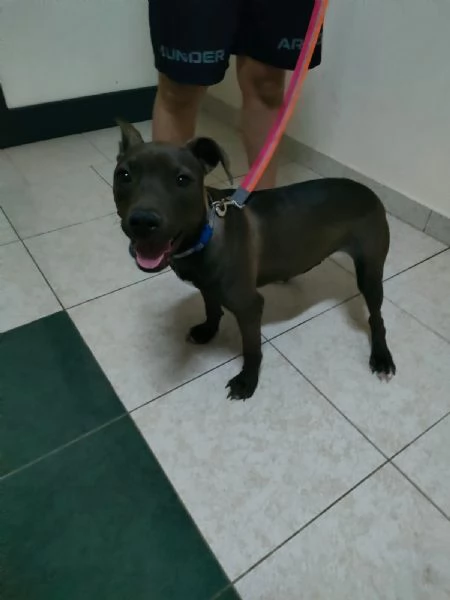 Pollon Dolcissima Cucciola Mix Pitbull Cerca Adozione  | Foto 5