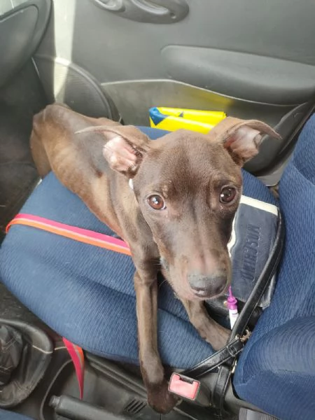 Pollon Dolcissima Cucciola Mix Pitbull Cerca Adozione  | Foto 4