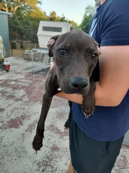 Pollon Dolcissima Cucciola Mix Pitbull Cerca Adozione  | Foto 3