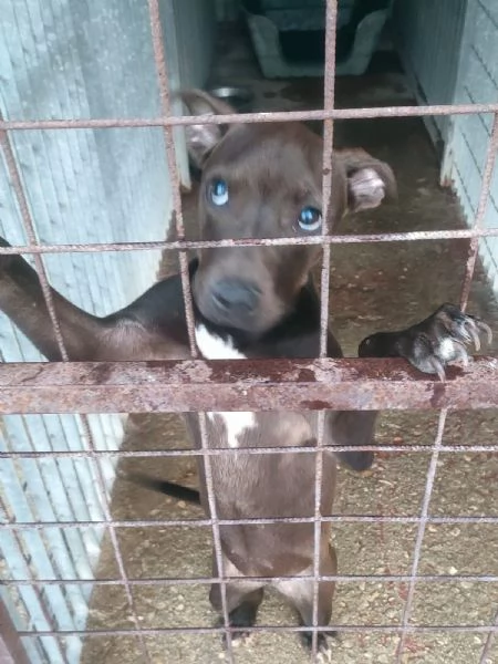 Pollon Dolcissima Cucciola Mix Pitbull Cerca Adozione  | Foto 2