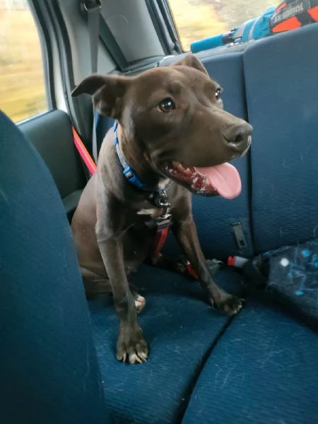 Pollon Dolcissima Cucciola Mix Pitbull Cerca Adozione  | Foto 1