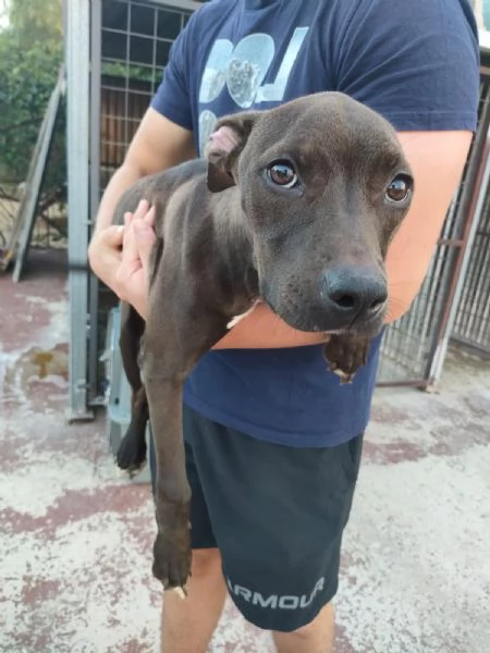 Pollon Dolcissima Cucciola Mix Pitbull Cerca Adozione  | Foto 0