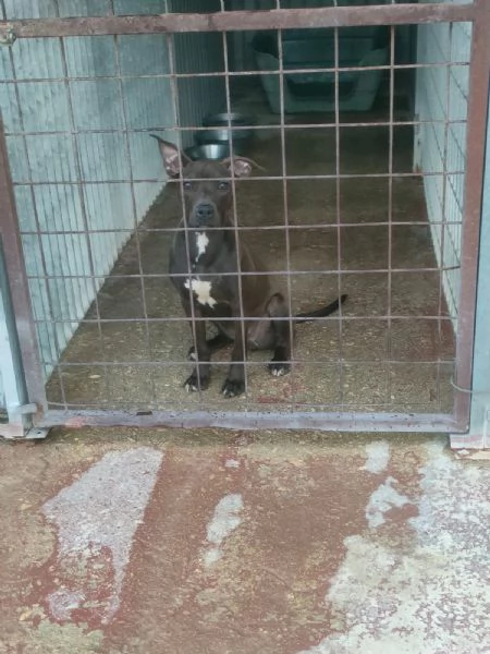 Pollon Dolcissima Cucciola Mix Pitbull Cerca Adozione 