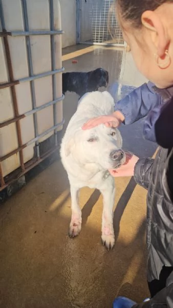 Consuelo bisognosa dolce Cagnolina cerca famiglia  | Foto 6