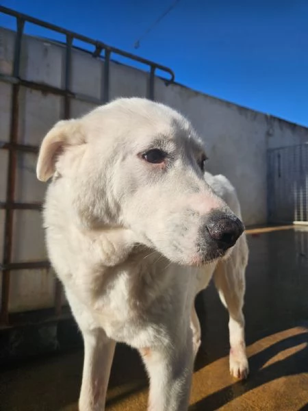 Consuelo bisognosa dolce Cagnolina cerca famiglia  | Foto 4