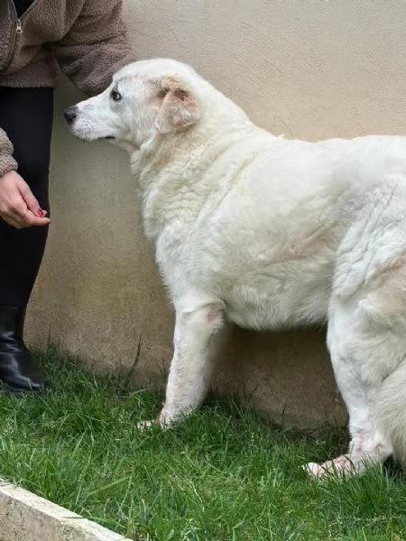 Consuelo dolce bisognosa Cagnolina cerca famiglia  | Foto 4
