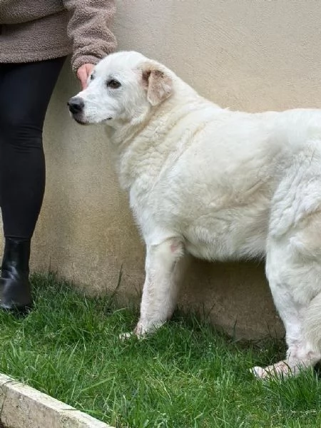 Consuelo dolce bisognosa Cagnolina cerca famiglia  | Foto 3