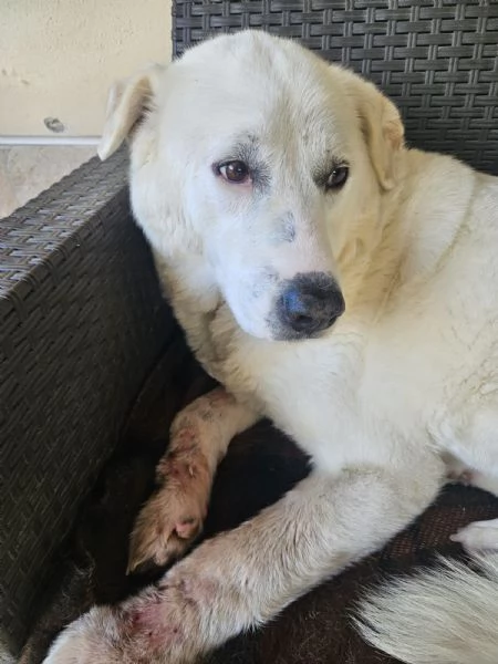 Consuelo bisognosa dolce Cagnolina cerca famiglia  | Foto 1