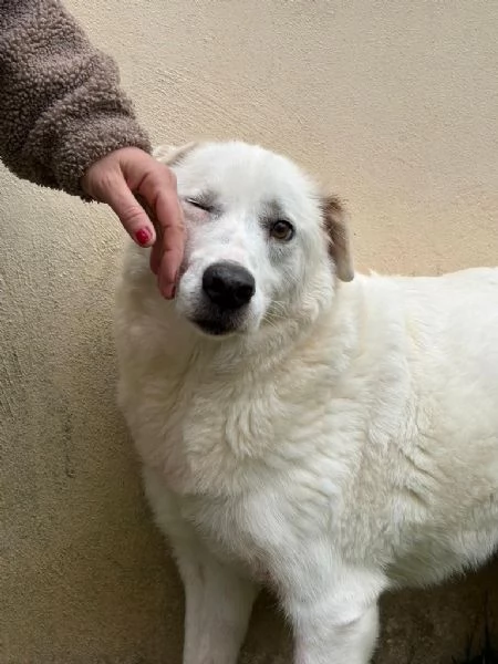 Consuelo dolce bisognosa Cagnolina cerca famiglia  | Foto 2