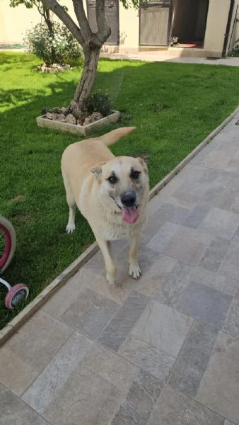 Luna Splendida Simil Pastore Belga Malinois Cerca Famiglia  | Foto 5
