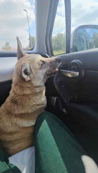 Luna Splendida Simil Pastore Belga Malinois Cerca Famiglia  | Foto 4