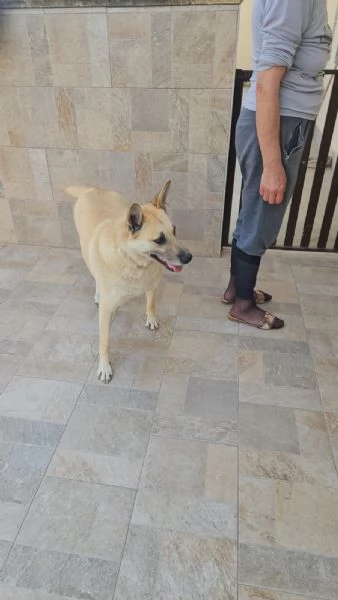 Luna Splendida Simil Pastore Belga Malinois Cerca Famiglia  | Foto 3