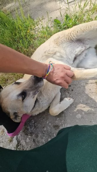 Luna Splendida Simil Pastore Belga Malinois Cerca Famiglia  | Foto 2