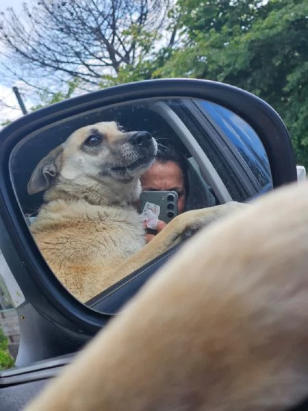 Luna Splendida Simil Pastore Belga Malinois Cerca Famiglia  | Foto 1