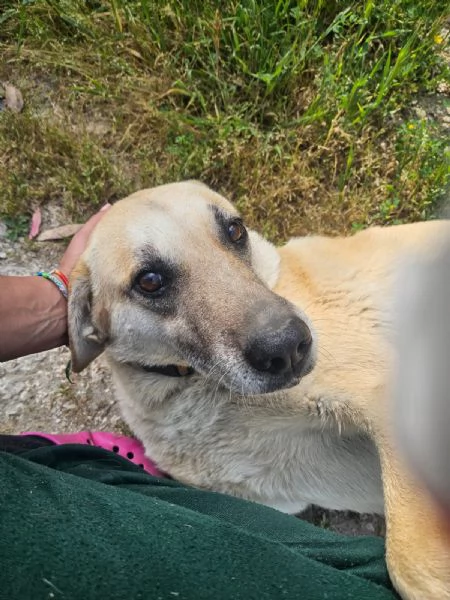Luna Splendida Simil Pastore Belga Malinois Cerca Famiglia 