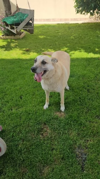 Luna Splendida Simil Pastore Belga Malinois Cerca Famiglia  | Foto 0