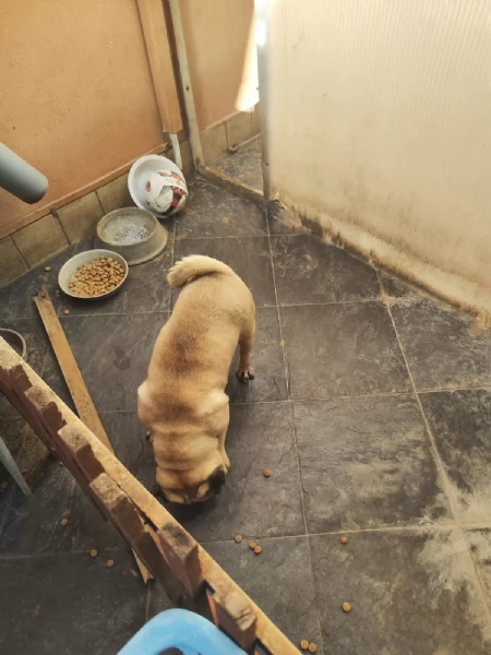 Shila Dolcissima Carlino Cerca Famiglia  | Foto 1