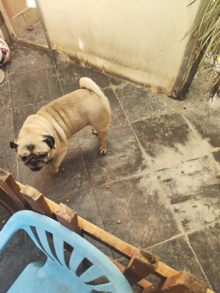 Shila Dolcissima Carlino Cerca Famiglia  | Foto 0
