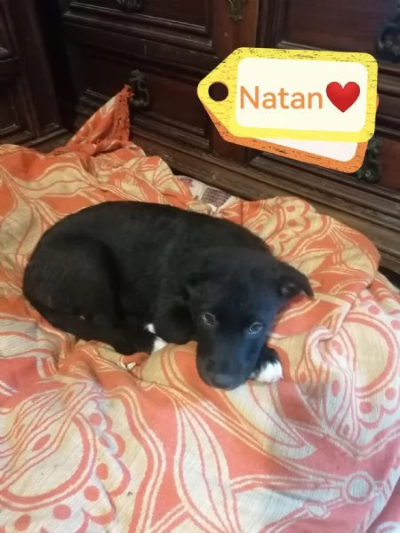 Natan Splendido Giovanotto Cerca Adozione  | Foto 6