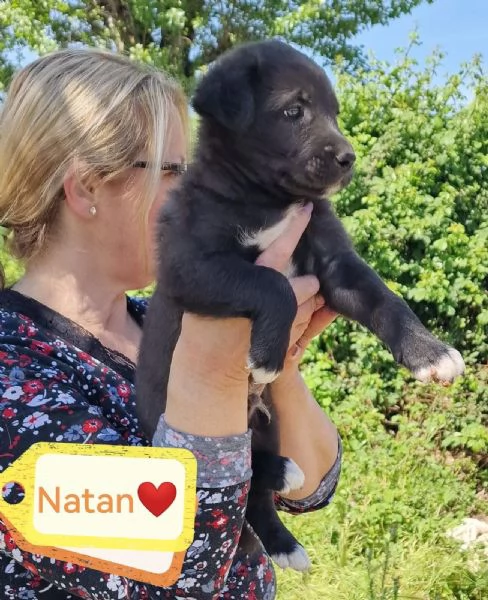 Natan Splendido Giovanotto Cerca Adozione  | Foto 1