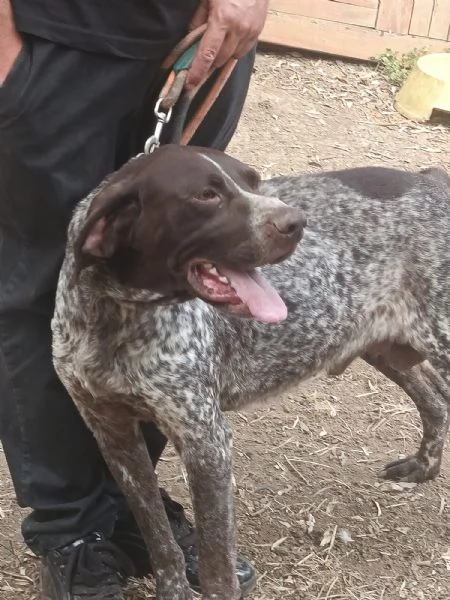 Igor Splendido Bracco Tedesco Cerca Famiglia  | Foto 3