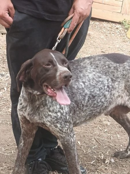 Igor Splendido Bracco Tedesco Cerca Famiglia 