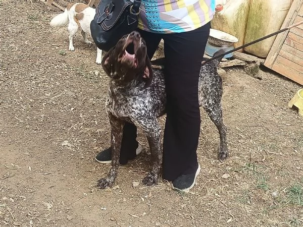Igor Splendido Bracco Tedesco Cerca Famiglia  | Foto 2