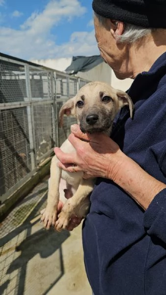 Granato meraviglioso cucciolino cerca casa